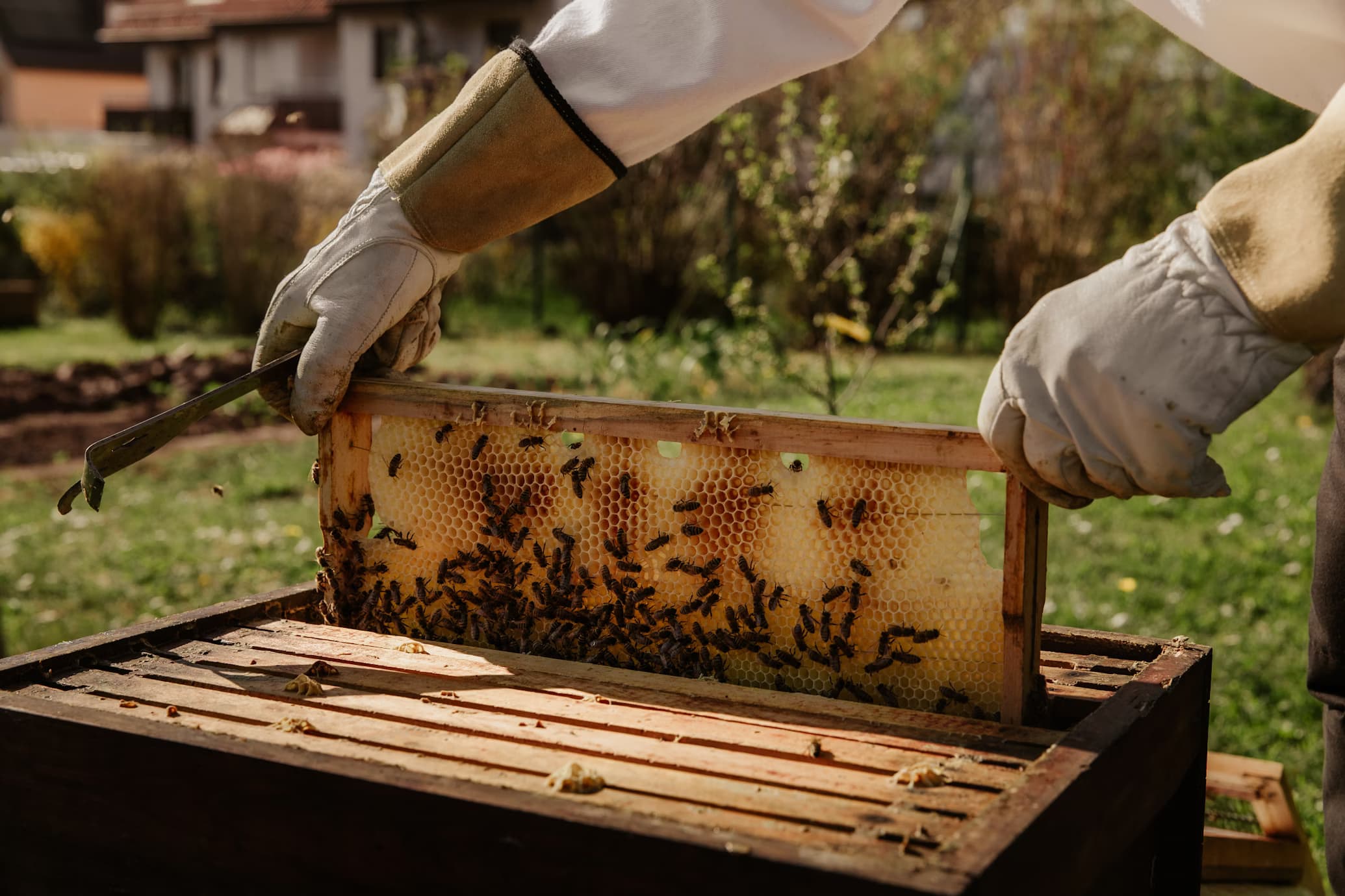 Himalayan Honey Farm