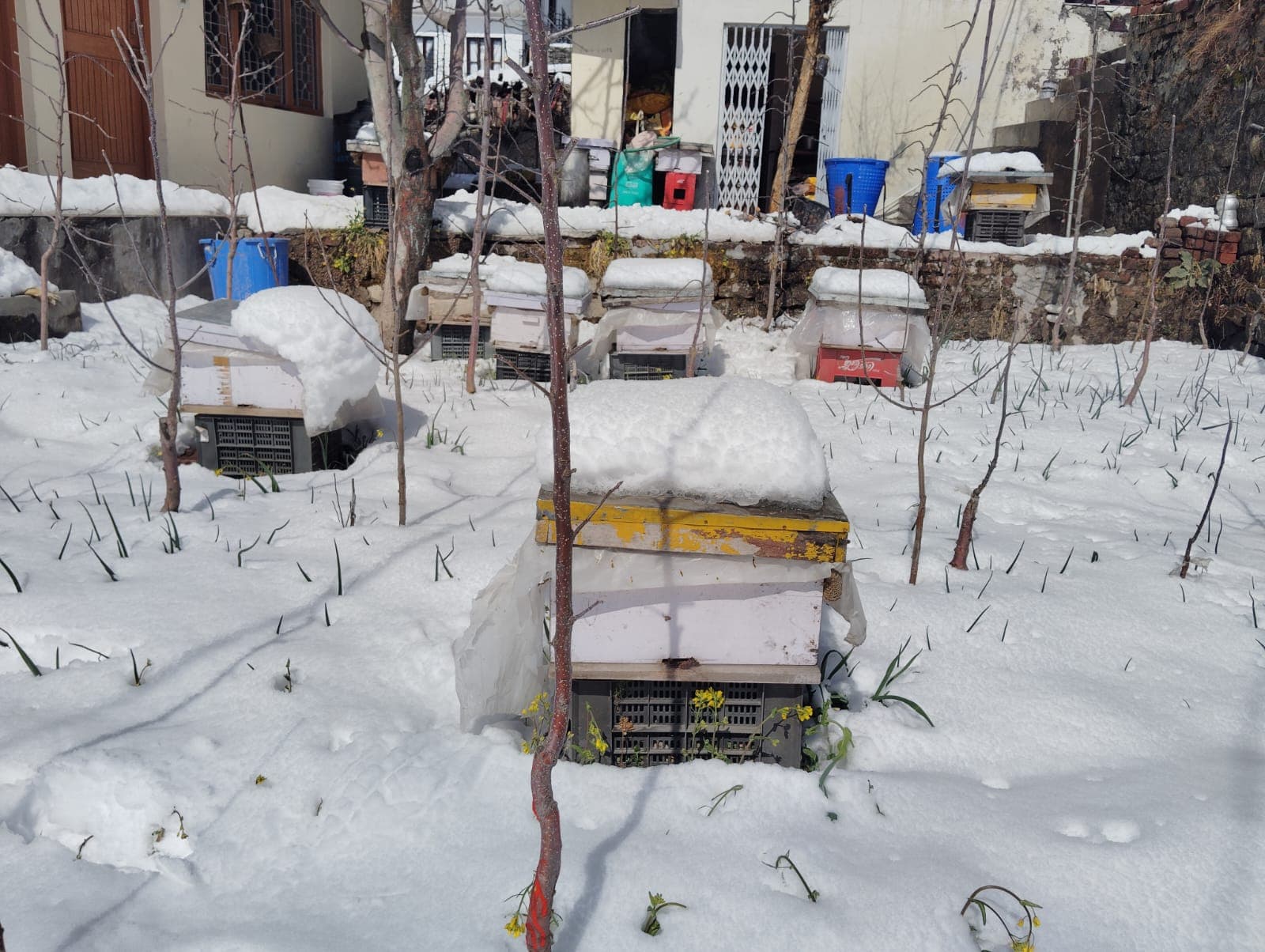 Bee Hive